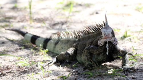 natural-reflection: Green Iguana or Common IguanaIguana iguana Magens Bay, St. Thomas, United States