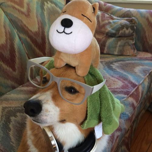 This is how I Saturday. I got dogs on dogs on dogs bruv! #doggyhilife #corgi #corgisofinstagram #sat