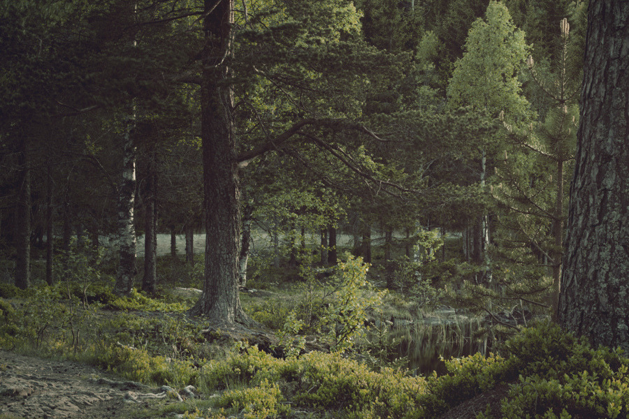 englishsnow:  by mathijsd 