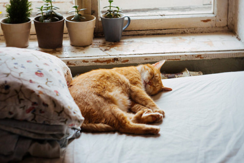 Cozy Cats