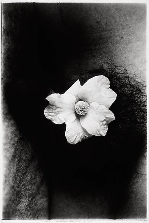 Daido Moriyama: Dark Flowers 