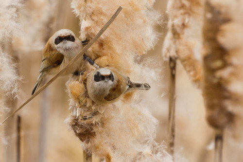 Eurasian Penduline-tit (Remiz pendulinus) &gt;&gt;by m-idre31