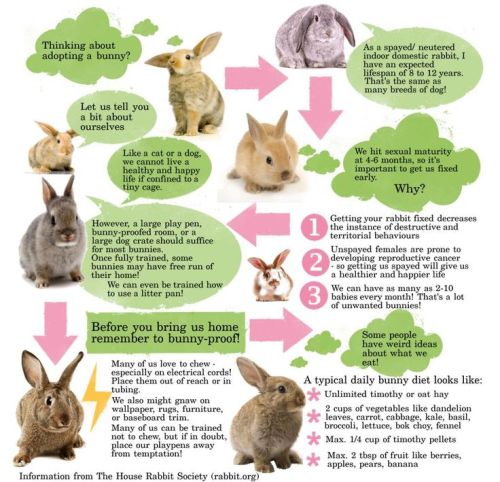lakenormanhumanenc: humanesocietyofiredell: February is Adopt a Rescued Bunny Month! Lake Norman Hum