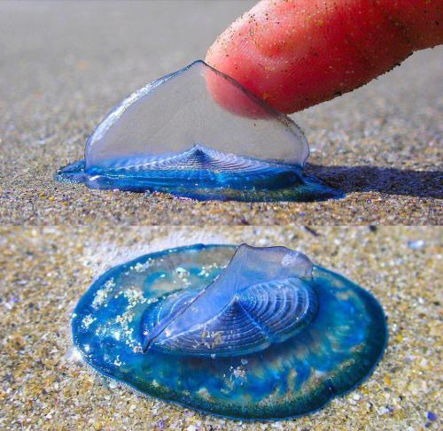 charlottefree: This is the velella (Velella Velella), a small free floating hydrozoan. It’s cu