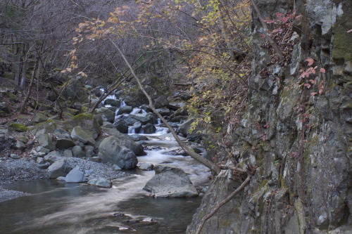Evening quiet Tanzawa Quasi-National Park, late December, 2015 © Tom Rapsey