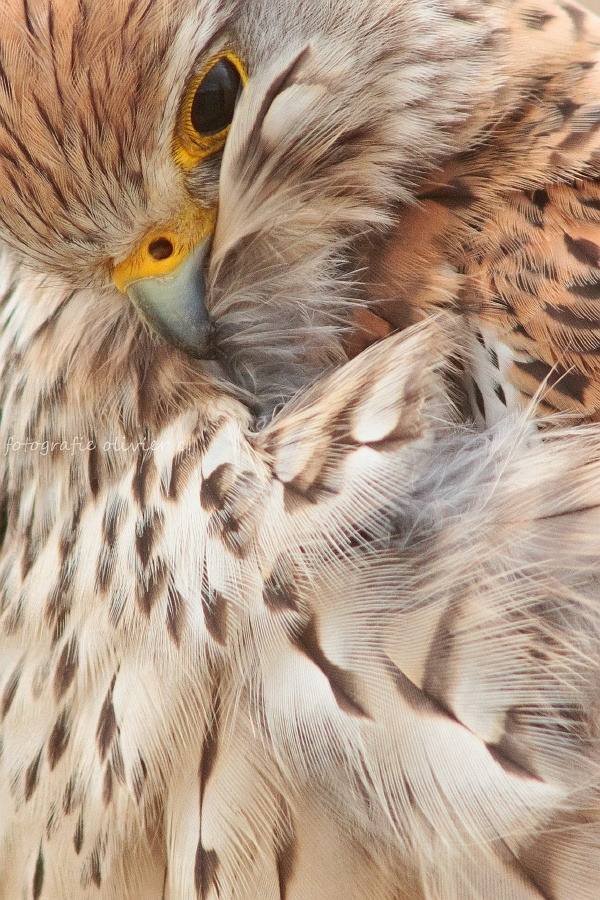 fairy-wren:  Eurasian Kestrel 