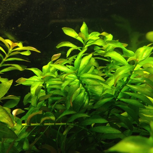 Narrowleaf Ludwigia (Ludwigia repens x arcuata)