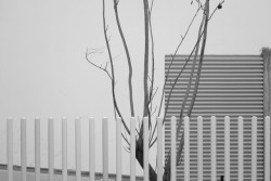 ghoermann:Minimal Tunis with a tree