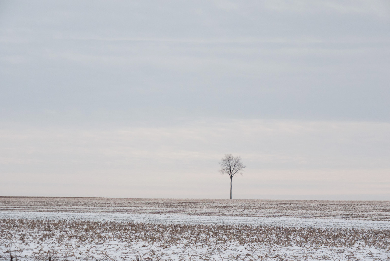 terrysdiary:  Lone Tree