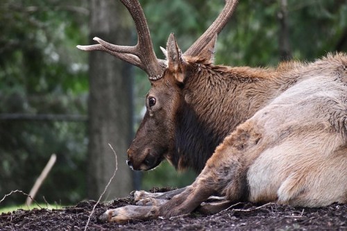 Here’s a few animals we see more often here in Idaho, but all just as beautiful! ✖️✖️✖️✖️✖️  #