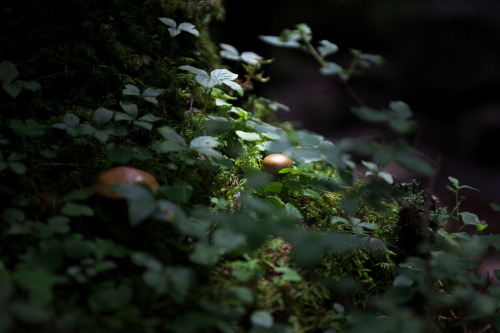 natural-magics: Mysterious mushrooms by Duke Uehara