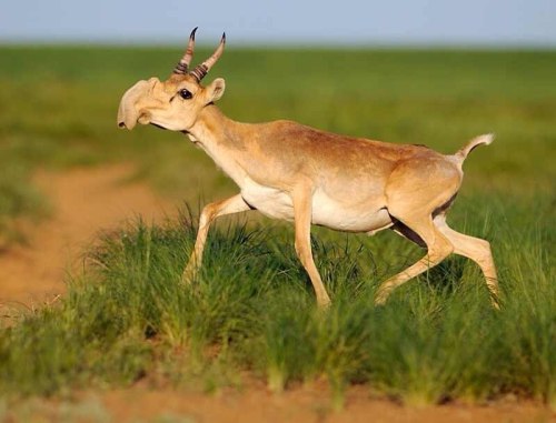 flightdescending:Photo source [x]The saiga antelope that I included in the Pile Of Progress for the 