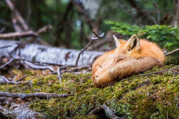 cuiledhwen:  Sleeping Beauty by Wesley  Liikane on 500px                 