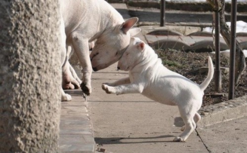 glo-rious:  Looks like my dog :’) 