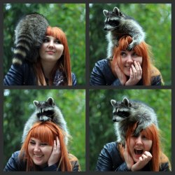 groteleur:  Raccoons Sharing Their Hidden Talents with the World http://mylinkseat.club/se67s-raccoons-sharing-their-hidden-talents-with-the-world