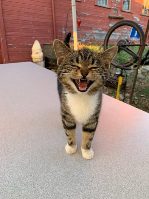 cuteoverload