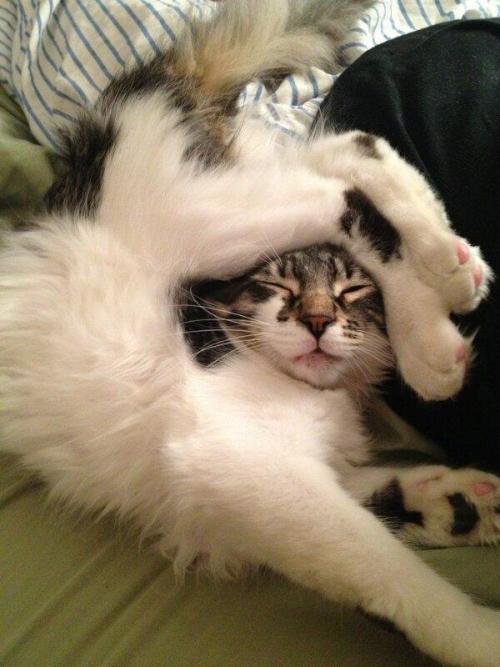 marielikestodraw: pleatedjeans: 23 Cats That Forgot How to Cat MAJESTIC CREATURES