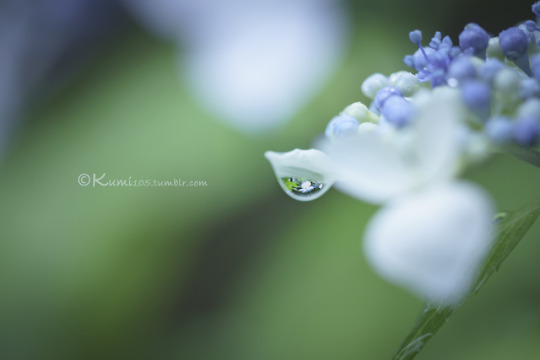 蓮田紫陽花 Explore Tumblr Posts And Blogs Tumgir 蓮田紫陽花 Explore Tumblr Posts And Blogs Tumgir