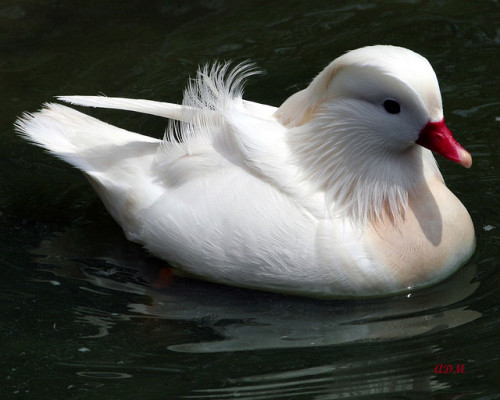 becausebirds:A special Leucistic Mandarin Duck compared to a regular one.more bird stuff on becauseb