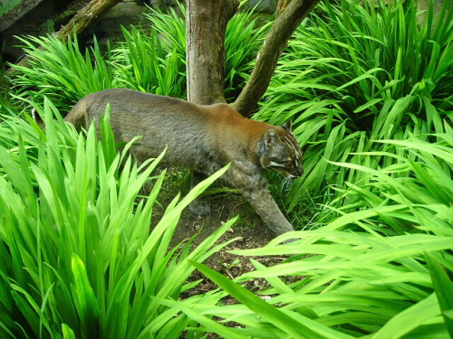 cool-critters:Asian golden cat (Catopuma temminckii)The Asian golden cat is a medium-sized wild cat 