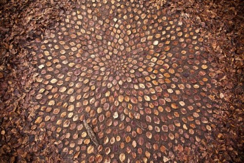 bubblewrench: Artist James Brunt Arranges Leaves and Rocks Into Elaborate Mandalas