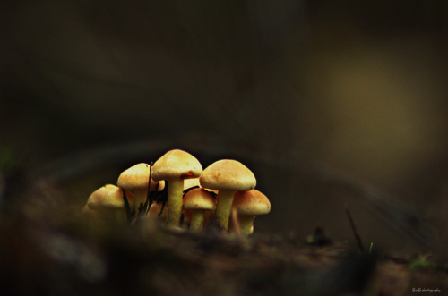 natural-magics:back in the dark forest by Zino2009