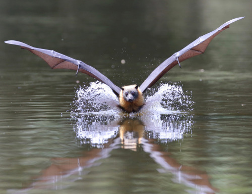 sporkia:absolutely-fatal:qcatter:belsnickels:end0skeletal:by Michael Cleary@pukeykittenlook at these