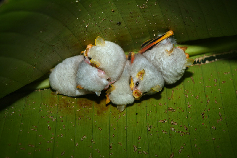 nubbsgalore:
“ honduran white tent bats roosting under a heliconia leaf, which they sever down the length of its midrib to create a ‘tent’ that provides a waterproof shelter and protection from potential predators.
”