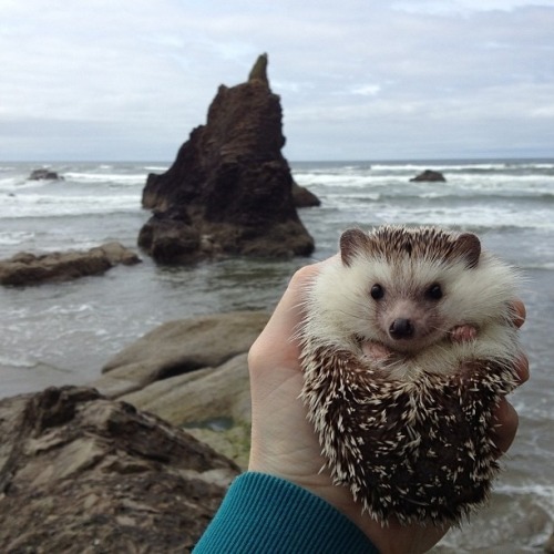 recordyearforrainfall:  sweeterparadise:  poooooooopooppoppppoopy-deactiv: meet biddy, the traveling hedgehog, who loves adventure! and car rides. and snow. and people. and waterfalls!   The cutest. 