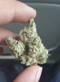 treesncans:  Home grown GG4   Now thats perfectly