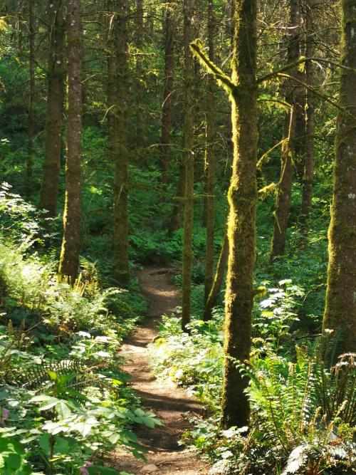 amazinglybeautifulphotography:  Forest in BC Canada [OC] [2736x3648] - Author: DrOpus16 on reddit