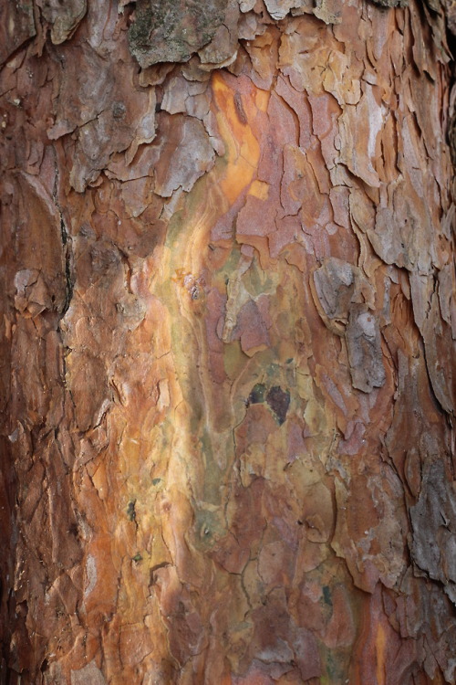 Saw some beautiful colourful tree bark on my walk today.