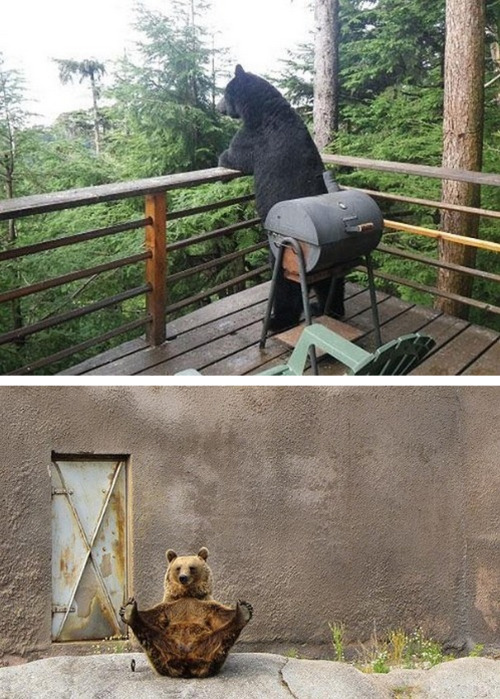 Porn tastefullyoffensive:  Bears Doing Human Things photos