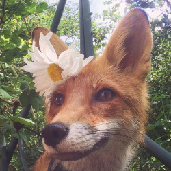 everythingfox:Flower foxe c: