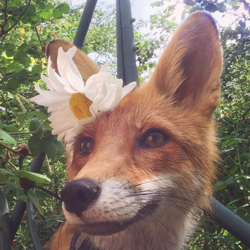 everythingfox - Flower foxe