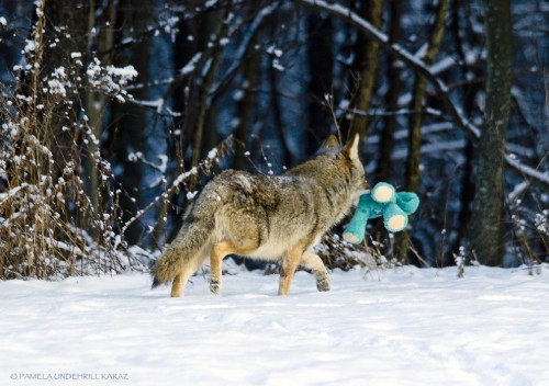 mothernaturenetwork:  Coyote finds old dog toy, acts like a puppyA photographer spotted a coyote as it trotted into her yard and explored a toy left in the snow. What she managed to capture on camera is the beauty of play.