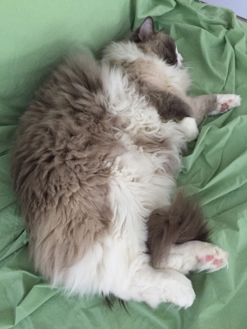 actualbosscat:Such a lazy caturday for Mr. Boss