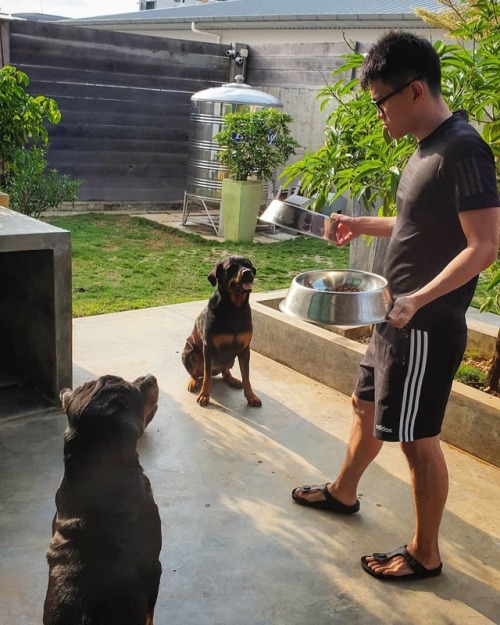 2 Rotties waiting to be fed. . . . #dogtrainer #dogtrainerlifestyle #petsitter #petboarding #pawsiti