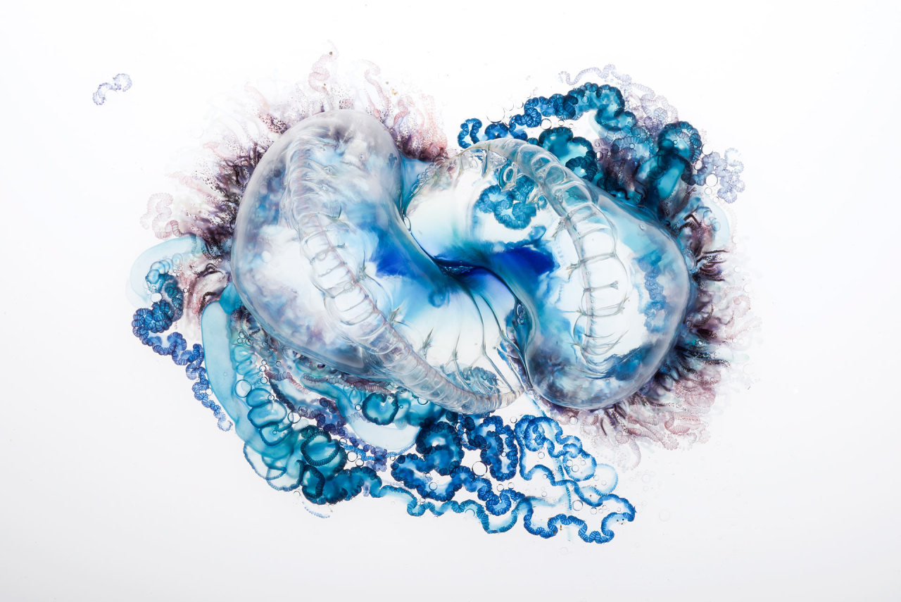 scienceisbeauty:  A fascinating and beautiful hydrozoa.  The Portuguese man-of-war