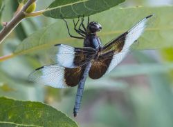 slinkygrl:  dragonfly4me:  thetruebluehalo:  earthporn-org:  Everyone loves butterflies but I think dragonflies are at least as cool.  Cool and enchanting indeed!  dragonfly4me  Absolutely beautiful!! thetruebluehalo 