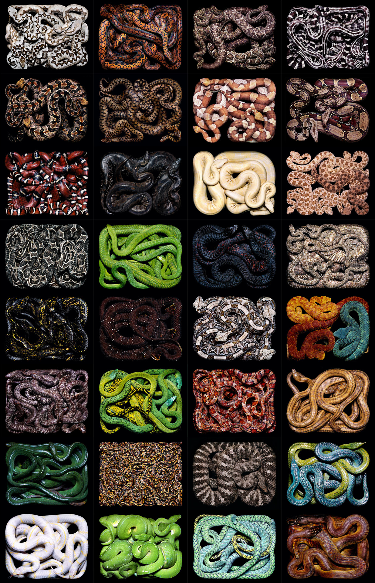 brainalize:  Snakes in squares by Guido Mocafico. 