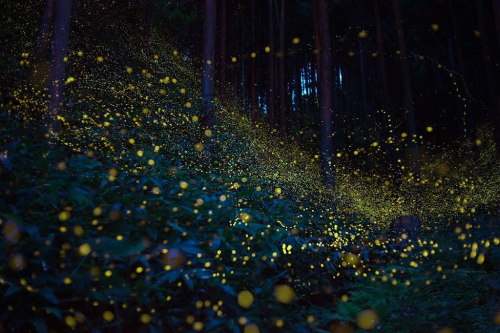 nubbsgalore: fireflies in timelapse, (click pic or link for credit x, x, x, x, x)