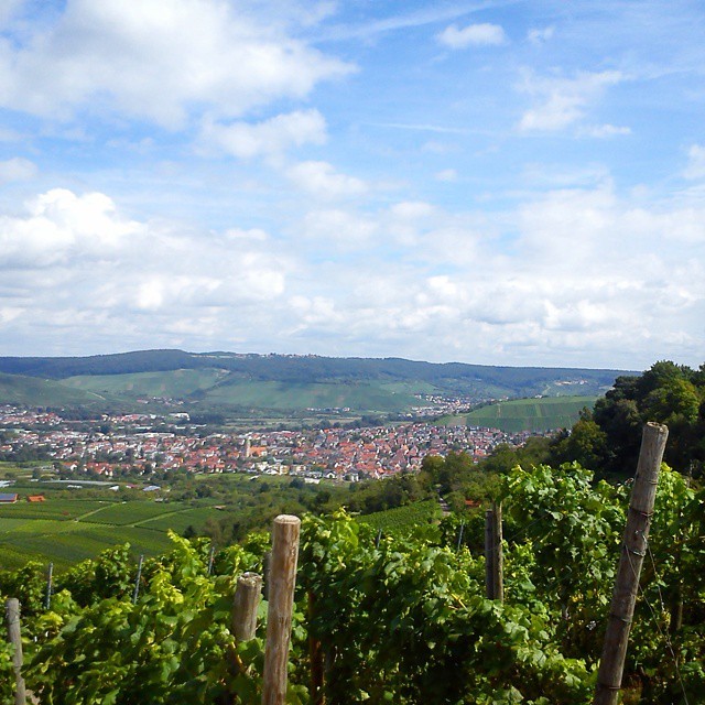 It’s so beautiful where I live - I love it here! Also, this is where I go running. And now I’m beat after running up all those vineyard roads to get to the top. Exhausted but happy. :D