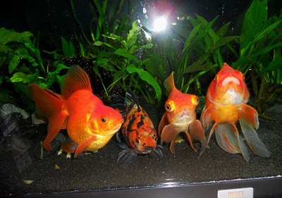 oranda black moor goldfish