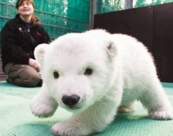 awwww-cute:  For those who wonder what a baby polar bear looks like