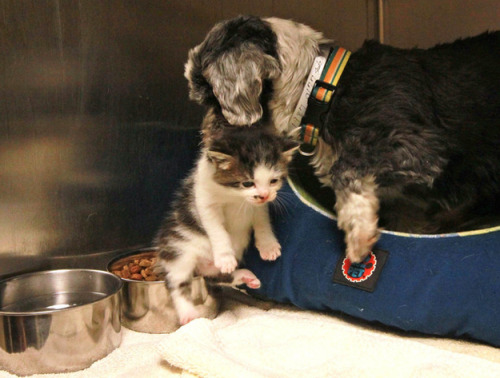 thefrogman:  Dog Finds A Tiny Kitten, Risks Everything To Save Her Animal control officers in Anderson, S.C., thought that a barking shih tzu was stuck in a ravine. Turns out, she was there nursing and protecting a tiny abandoned kitten she had found.