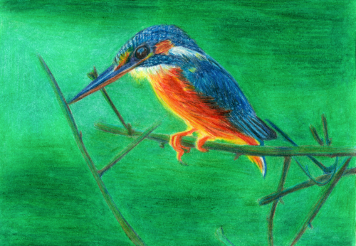 A kingfisher.Birds are amazing models to draw, because they can be colorful and very beautiful. Redr