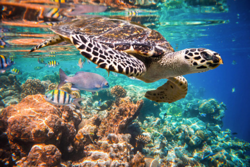 s-m0key:Hawksbill Turtle. Maldives Indian Ocean coral reef. By - Andrey Armyagov