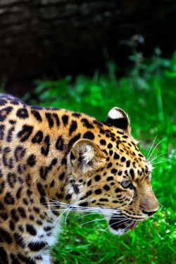 burning-soul:  Marwell Zoo-3