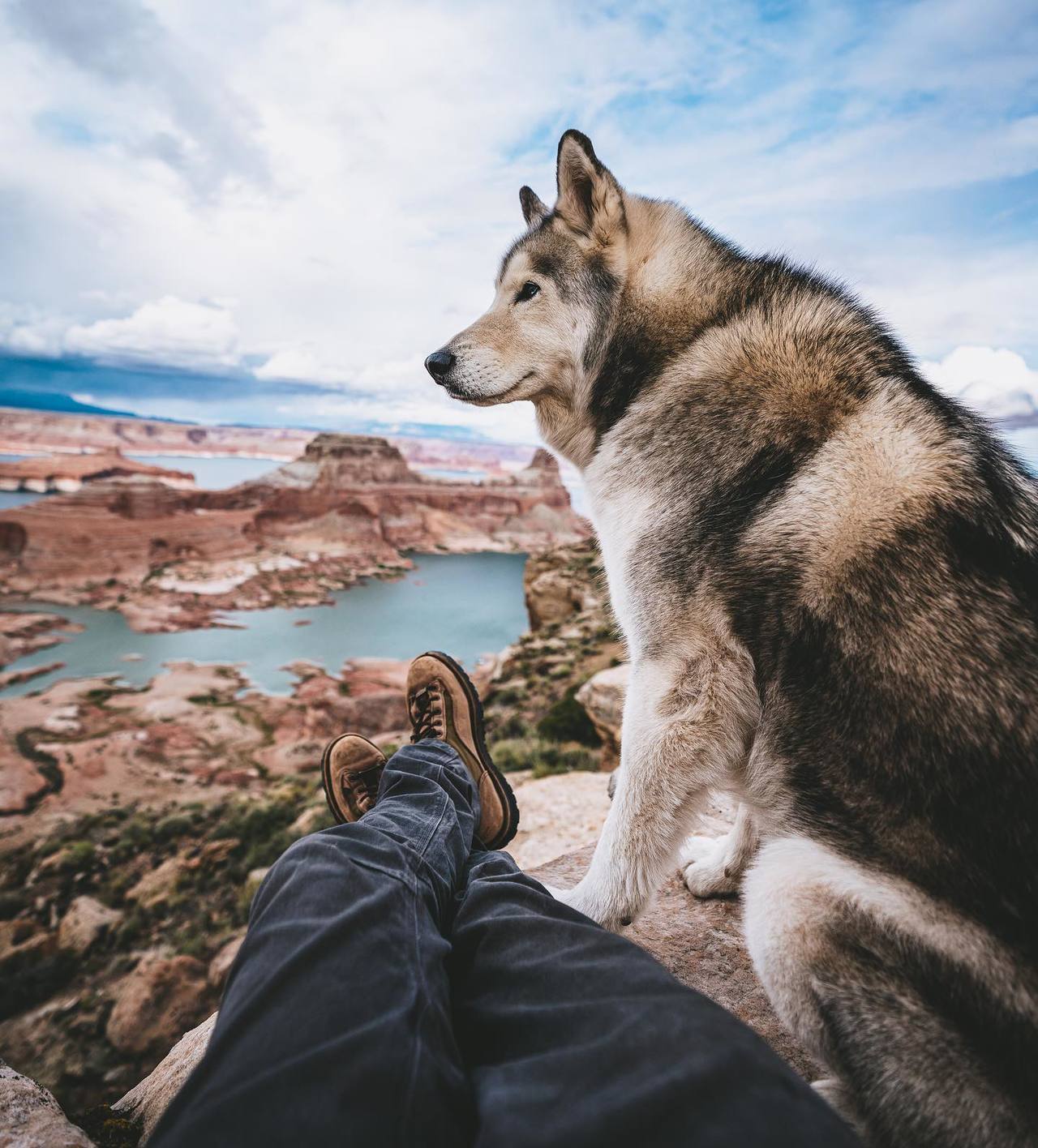 dadpat-tactual:  aww-so-pretty:  Meet Loki the wolfdog   Y’all just gonna breeze
